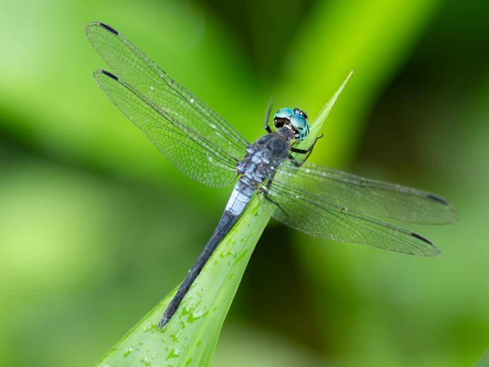 Cannaphila insularis (Gray-waisted Skimmer) male.jpg